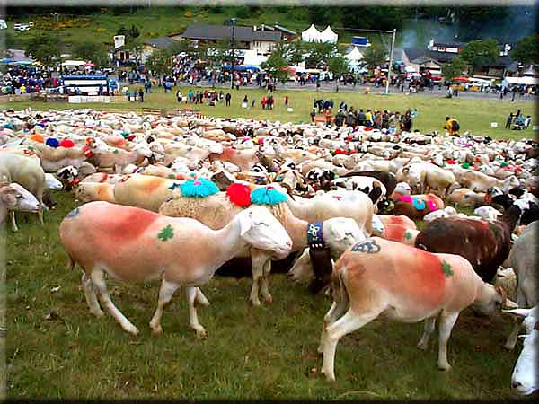 Transhumance2
