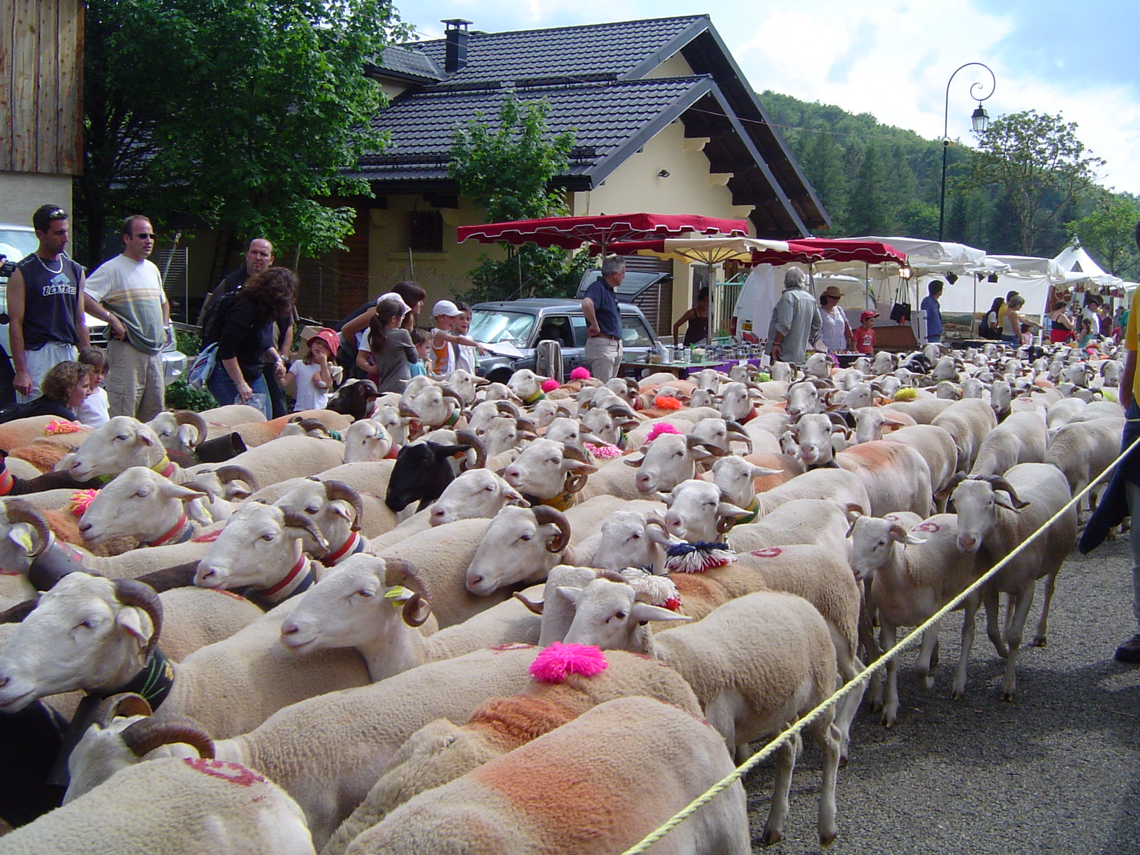 Transhumance1