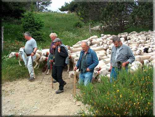 Transhumance1